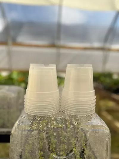 plant/4-Inch Clear Nursery Pots (10)-0-thumbnail