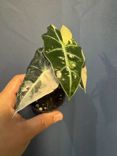 plant/Alocasia Amazonica pink variegated-0-thumbnail