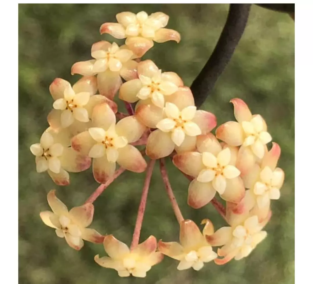 plant/Large mature black vein Larissa rooted cutting-0