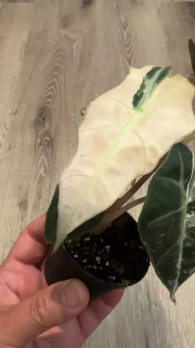 plant/Alocasia Amazonica pink variegated-5-thumbnail