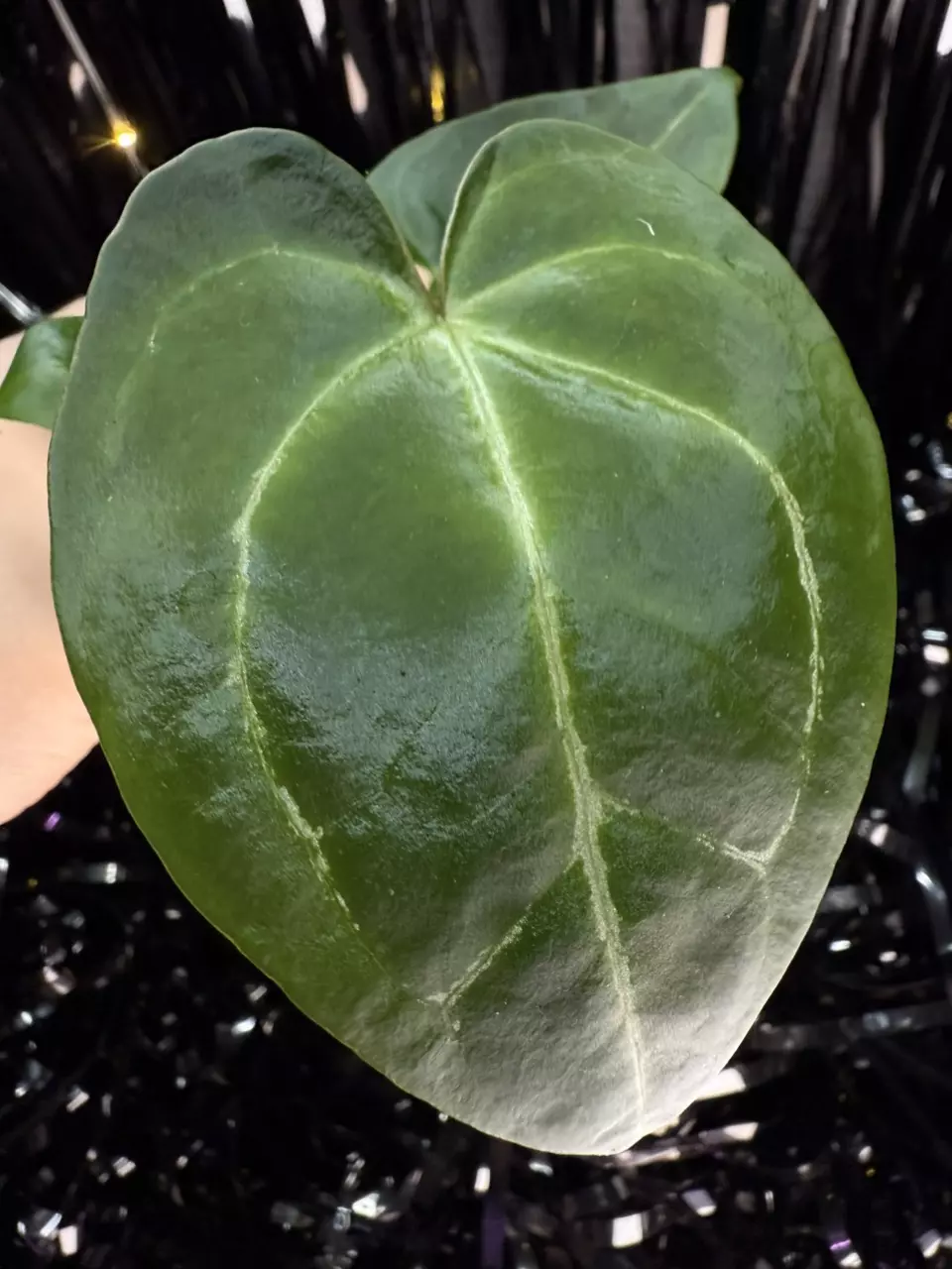 plant/🎉SALE! A. KD NOID The Dale x (Crystallinum x Forgettii) #3-1