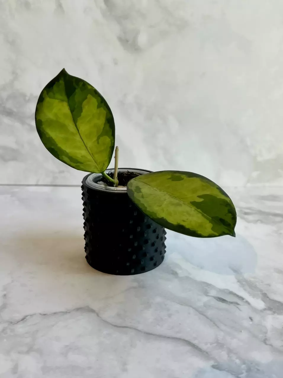 plant/3D Printed cache pot. Fits 3oz cups. (Color: Matte Black)-1