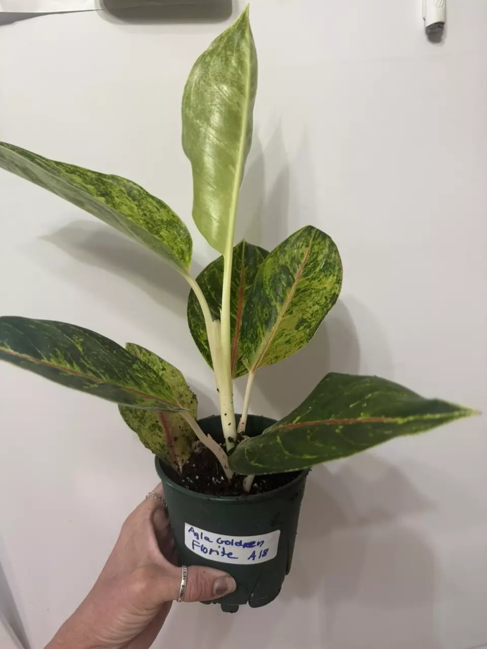 plant/A18 Aglaonema Golden Florite-0