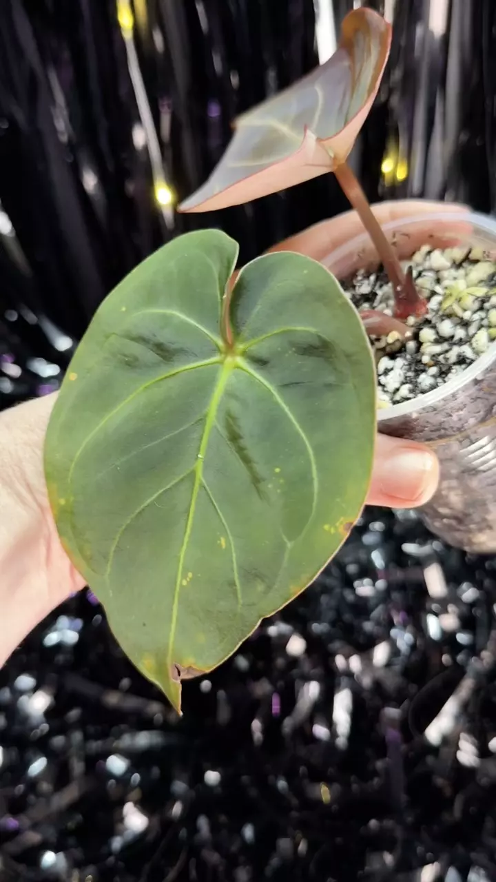 plant/🎉SALE! A. Hoffmannii x AOS #1 *Last one!-5