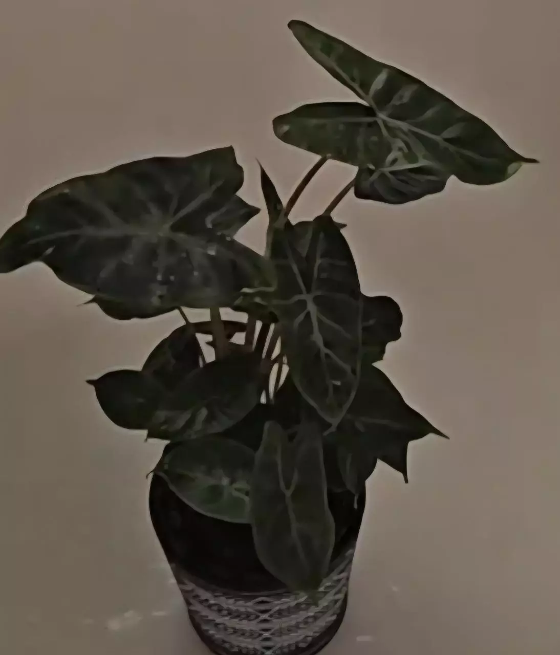 plant/Ivory Coast corm-1