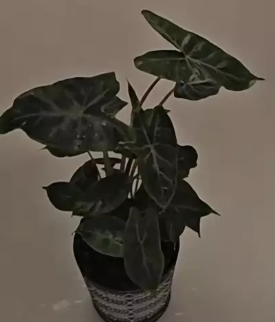 plant/Ivory Coast corm-1-thumbnail