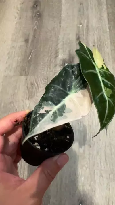 plant/Alocasia Amazonica pink variegated-4-thumbnail