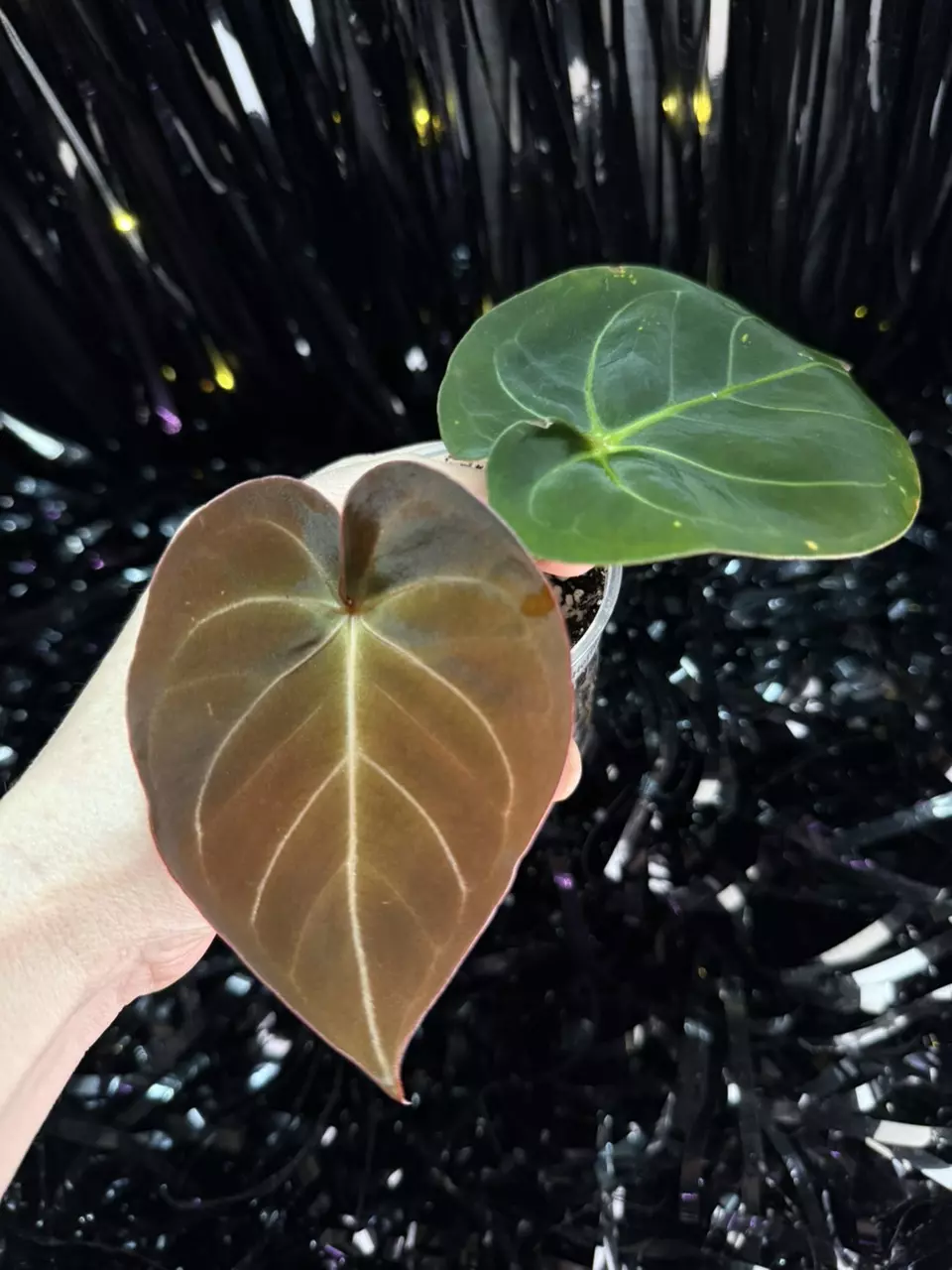 plant/🎉SALE! A. Hoffmannii x AOS #1 *Last one!-1