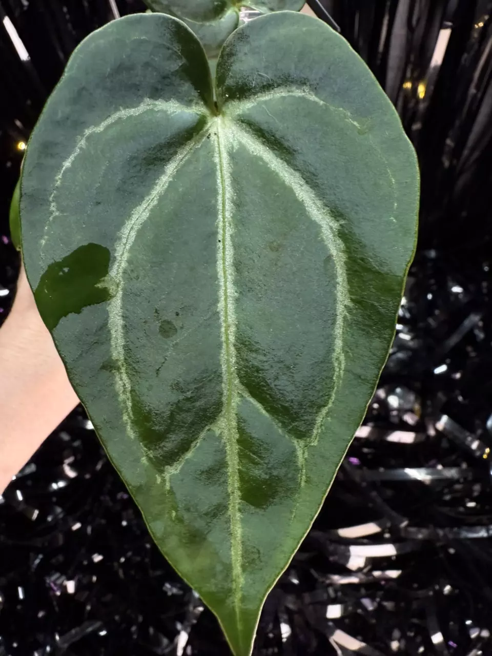 plant/🎉SALE! A. KD NOID The Dale x (Crystallinum x Forgettii) #2-0