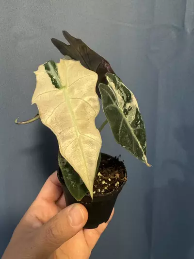 plant/Alocasia Amazonica pink variegated-0-thumbnail