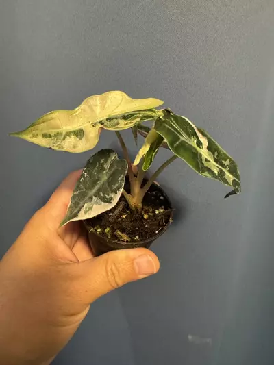 plant/Alocasia Amazonica pink variegated-4-thumbnail