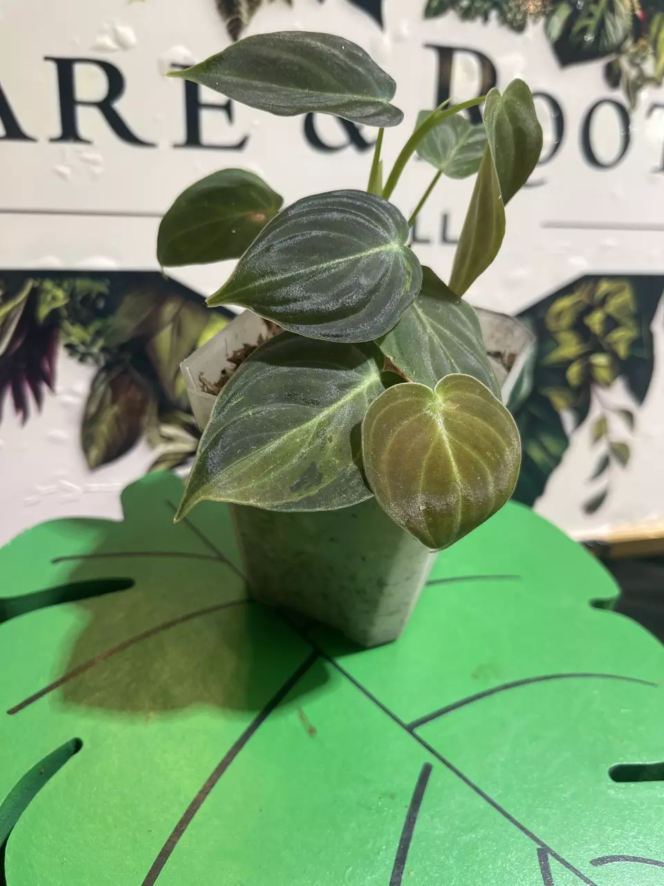 plant/Variegated (light) Micans-2