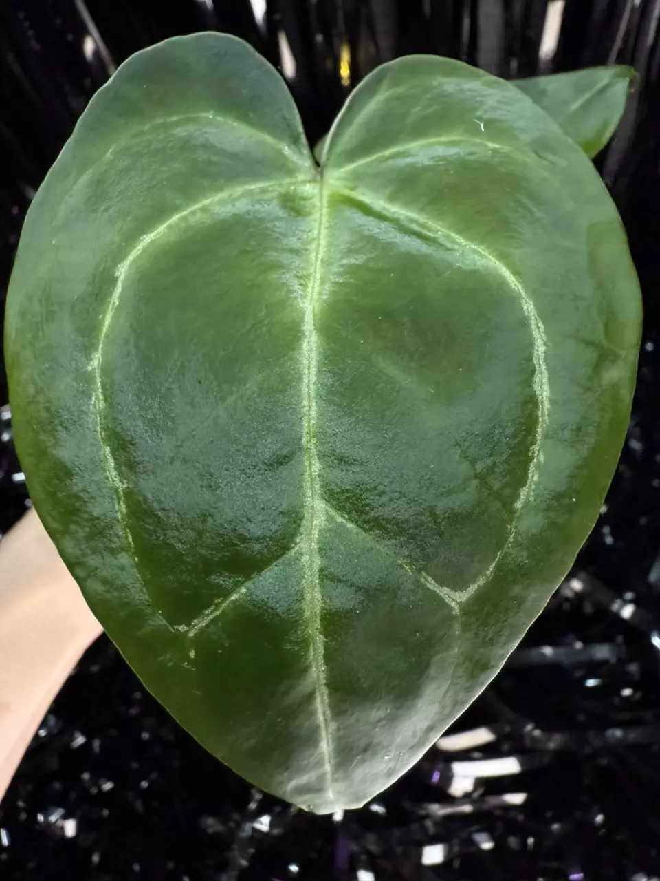plant/🎉SALE! A. KD NOID The Dale x (Crystallinum x Forgettii) #3-0