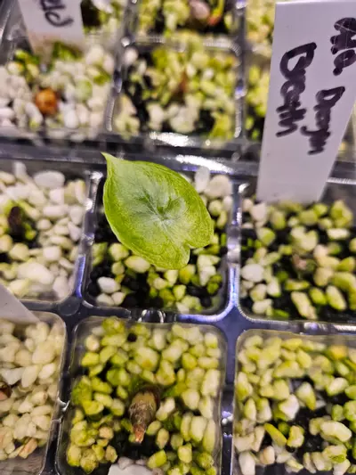 plant/Ivory Coast corm-0-thumbnail