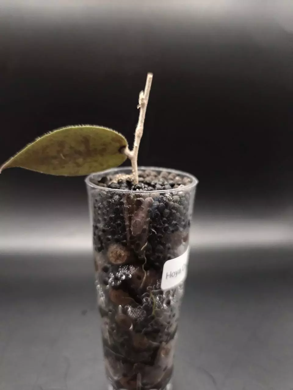 plant/Hoya Caudata Argene Cutting-1