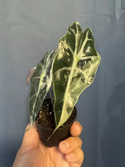 plant/Alocasia Amazonica pink variegated-1-thumbnail