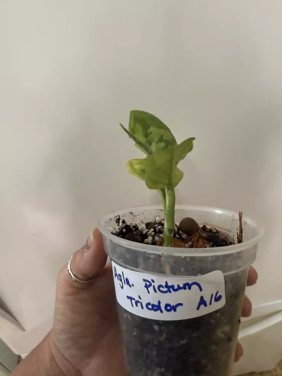 plant/Aglaonema Pictum Tricolor camo plant-0