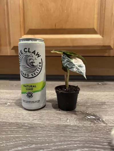 plant/Alocasia Amazonica pink variegated-3-thumbnail