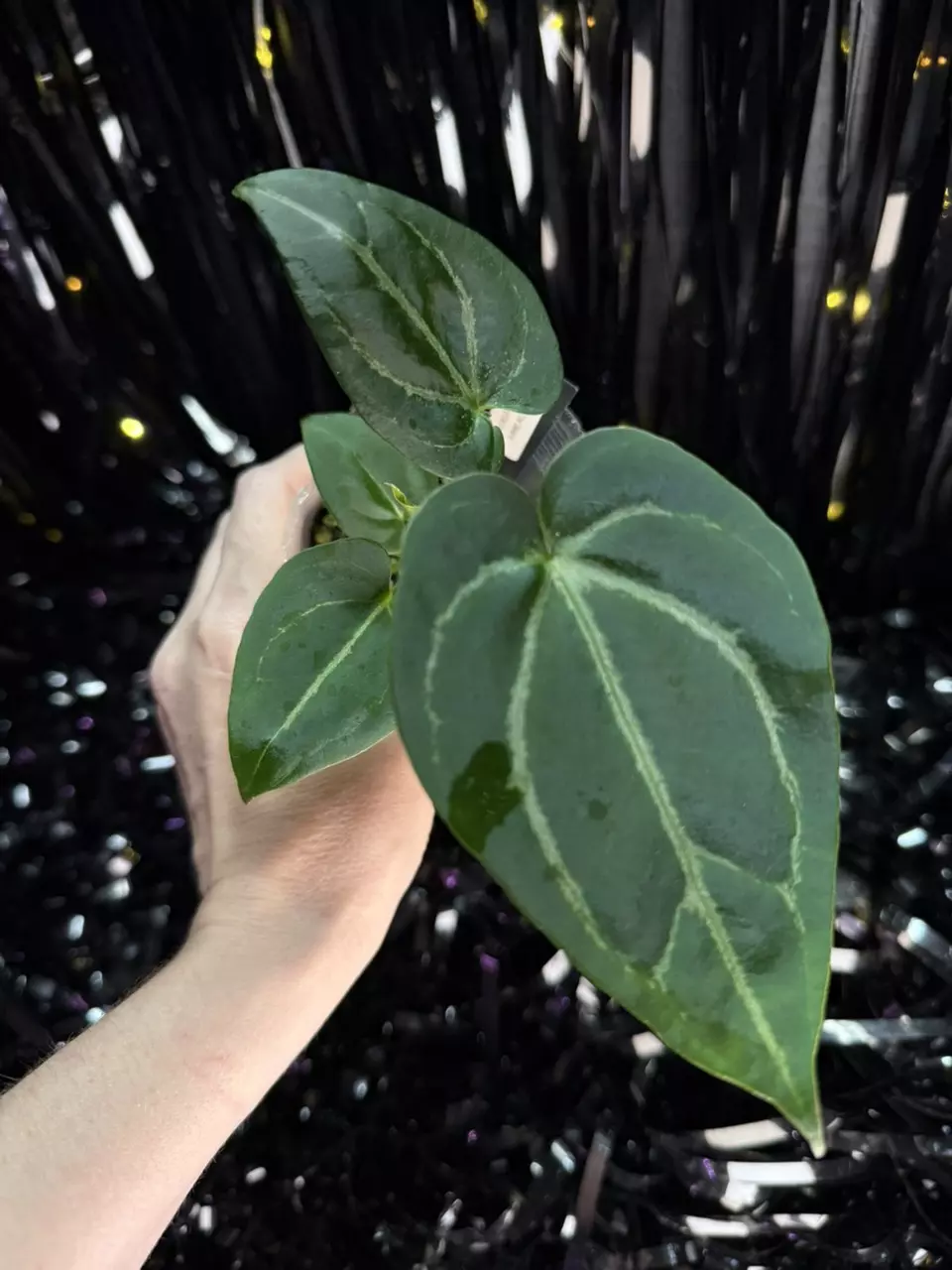 plant/🎉SALE! A. KD NOID The Dale x (Crystallinum x Forgettii) #2-1