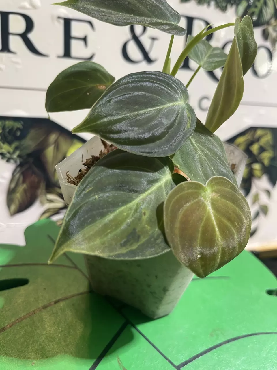 plant/Variegated (light) Micans-0