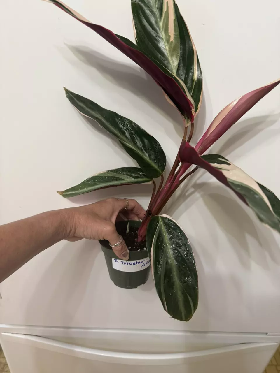 plant/A22 Stromanthe Triostar-0
