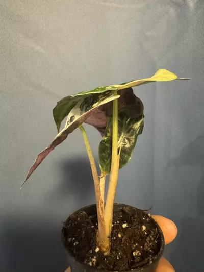 plant/Alocasia Amazonica pink variegated-2-thumbnail
