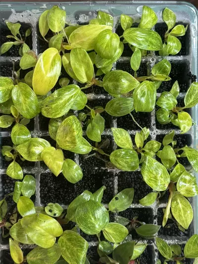 plant/Philo Painted lady pups $15 each!-0-thumbnail