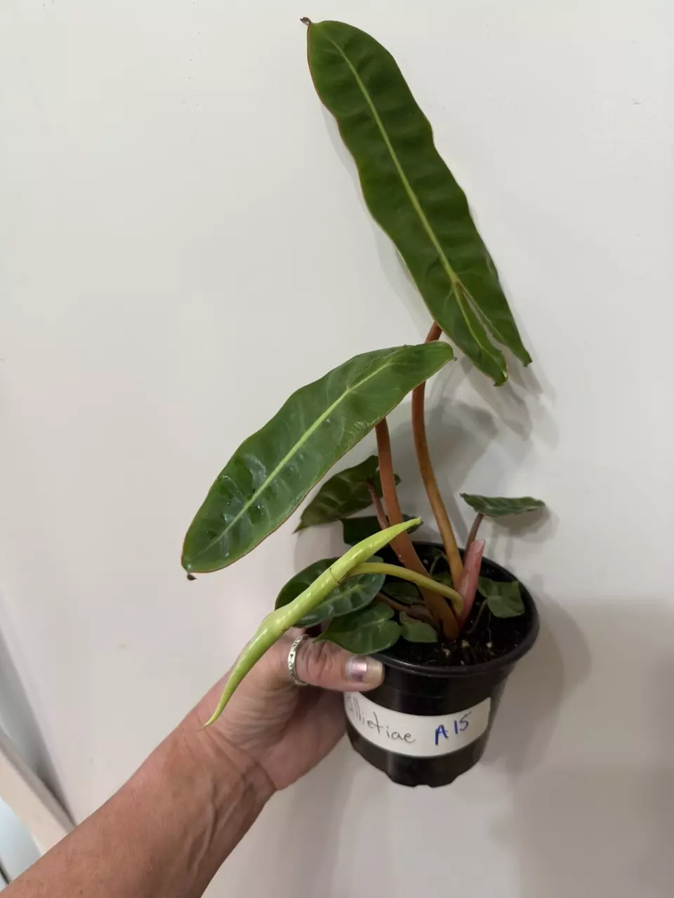plant/A15 philodendron billie-0