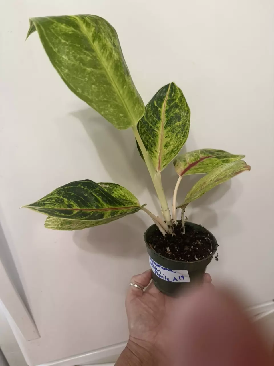 plant/A19 Aglaonema Golden Florite-0