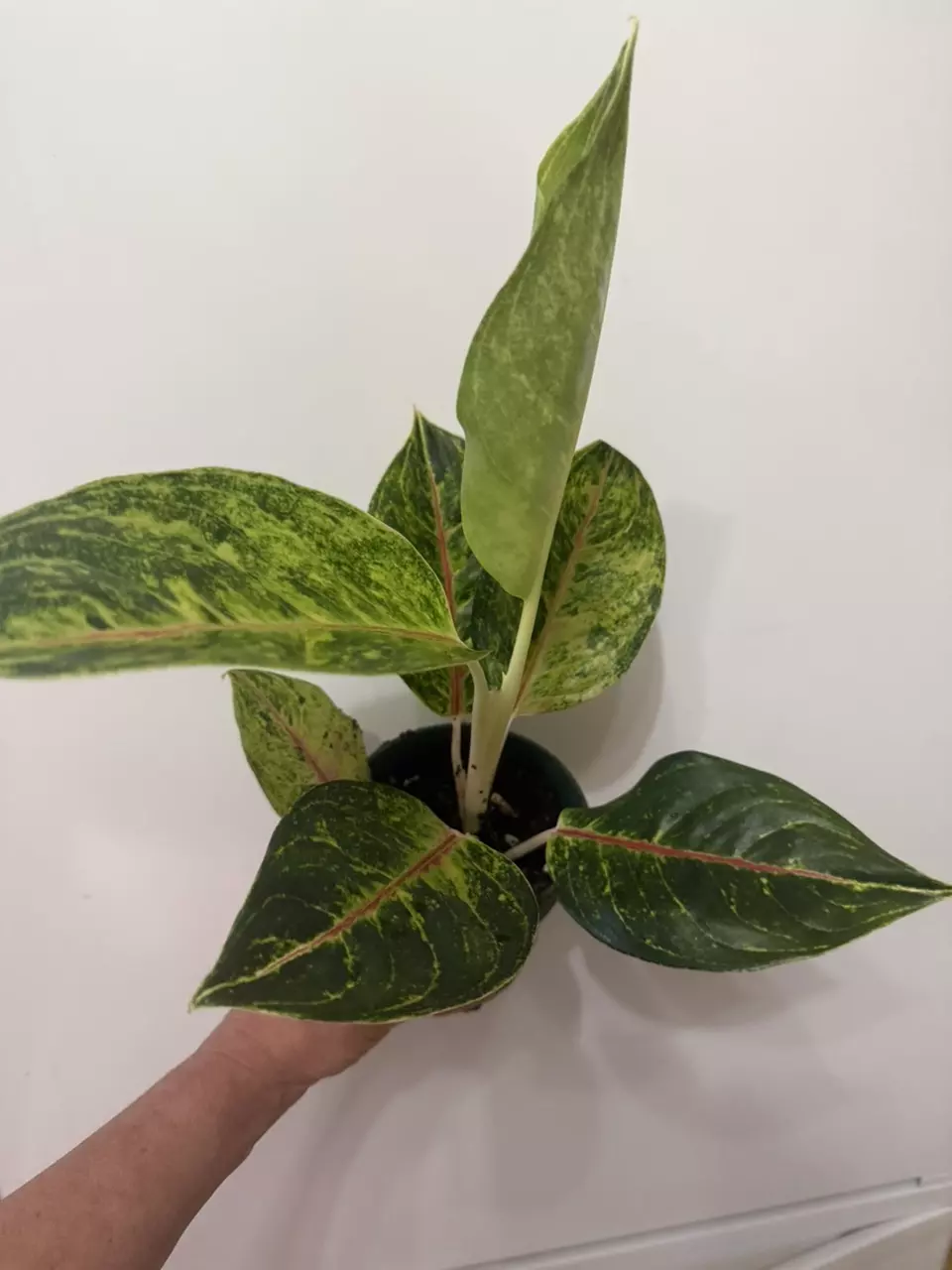 plant/A18 Aglaonema Golden Florite-1