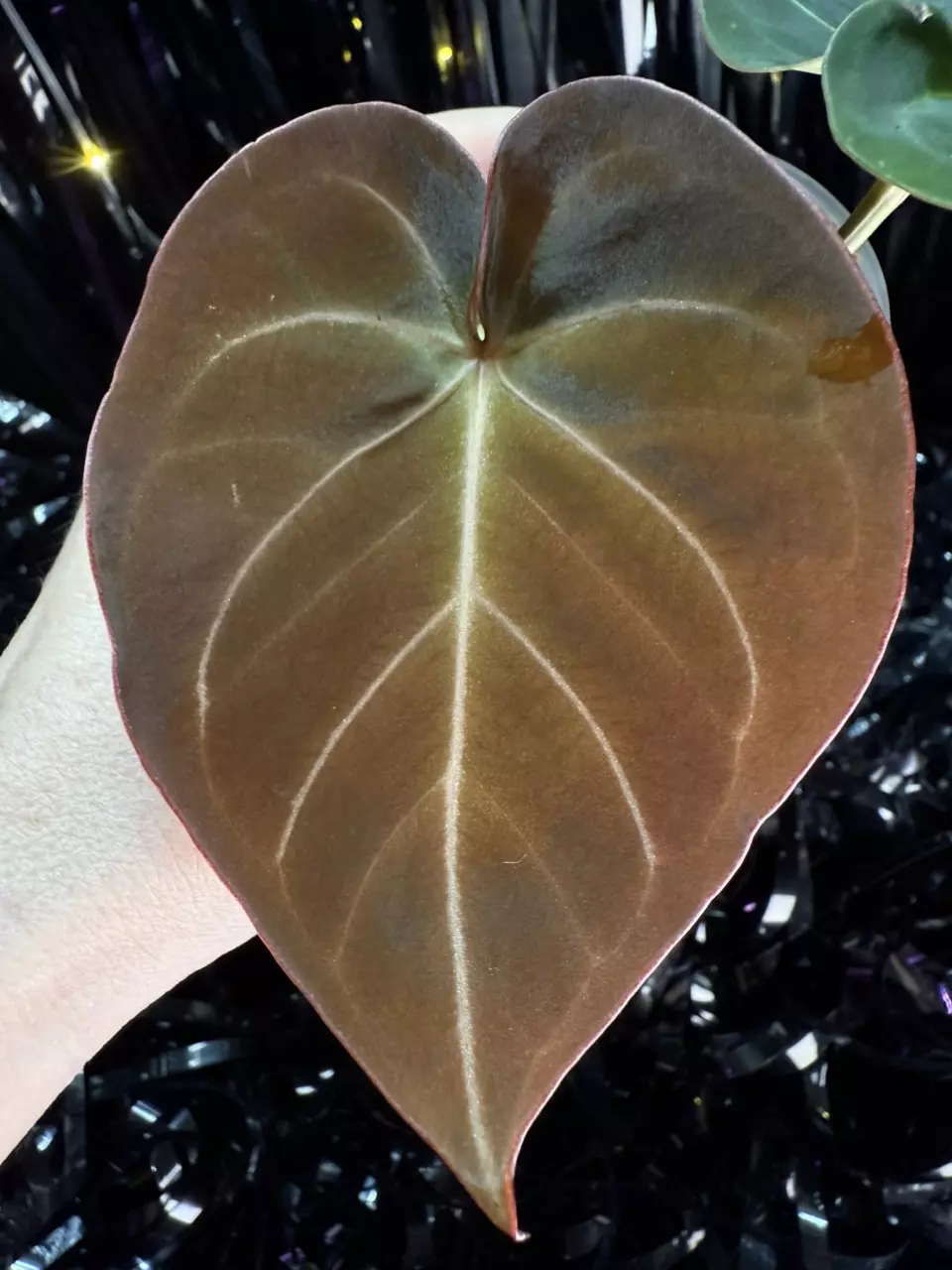 plant/🎉SALE! A. Hoffmannii x AOS #1 *Last one!-0
