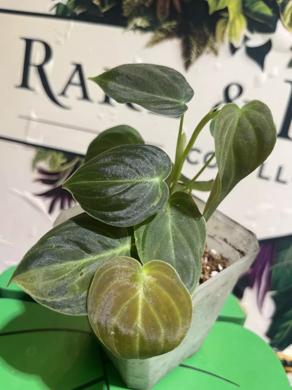 plant/Variegated (light) Micans-1
