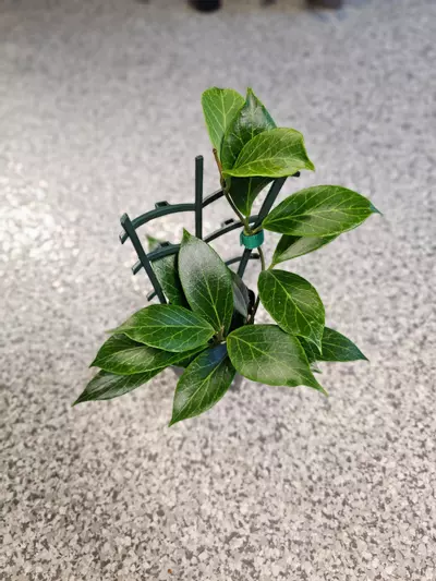 plant/Hoya Sunrise-2-thumbnail