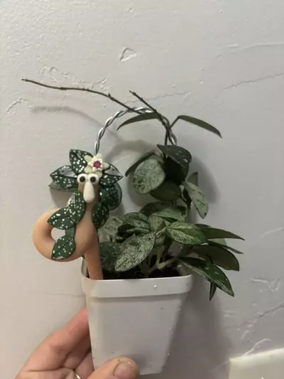 plant/Hoya Mathilde Squirmy Wormy-0-thumbnail