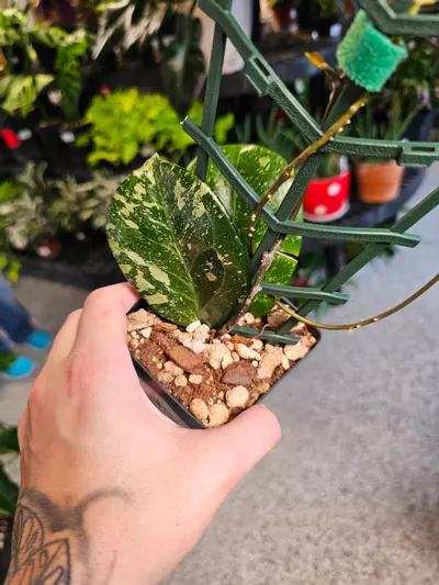 plant/Hoya Michele MB 1255-2-thumbnail