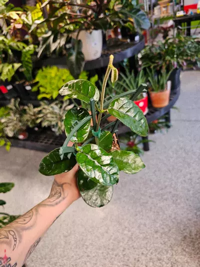 plant/Hoya Villosa-3-thumbnail