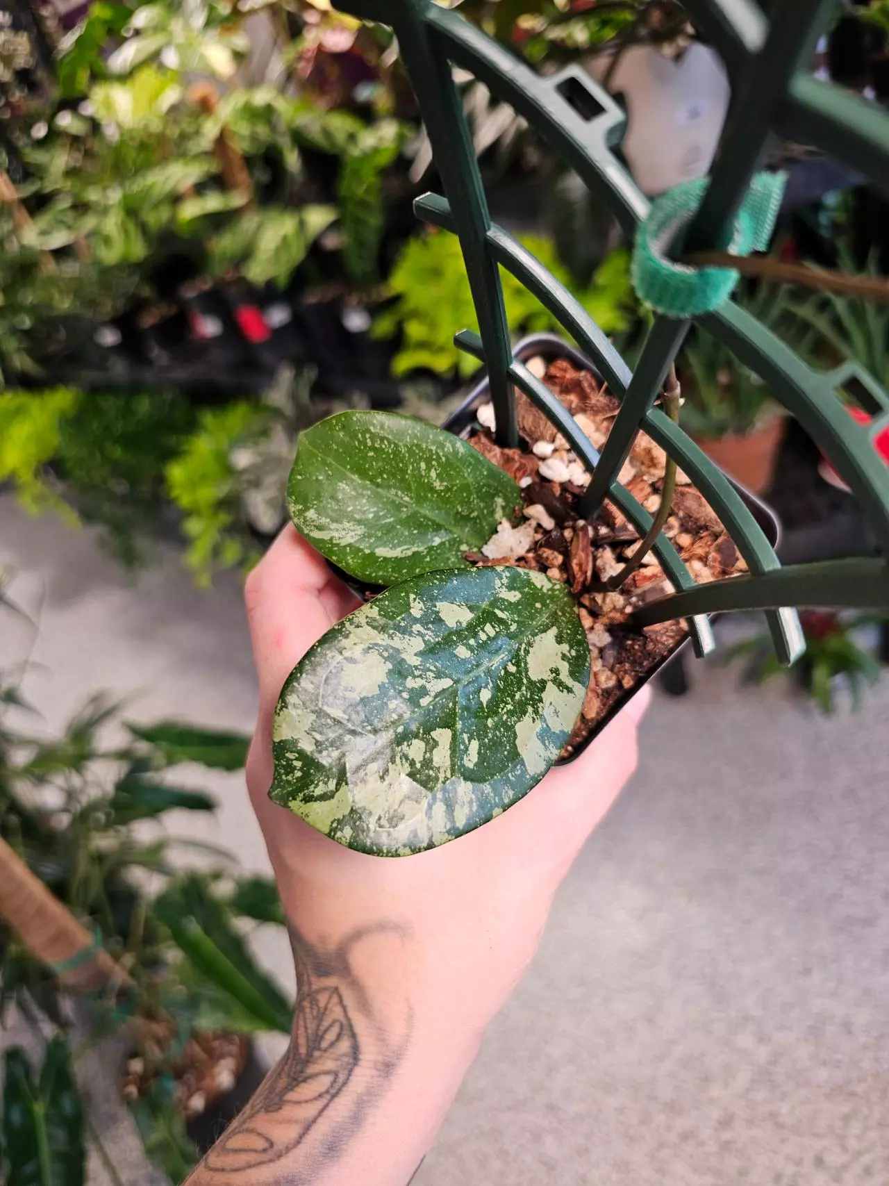 plant/Hoya Michele MB 1255-3