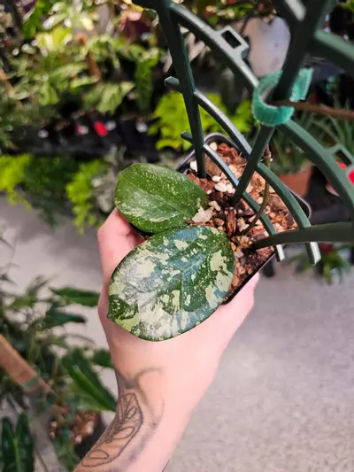 plant/Hoya Michele MB 1255-3-thumbnail