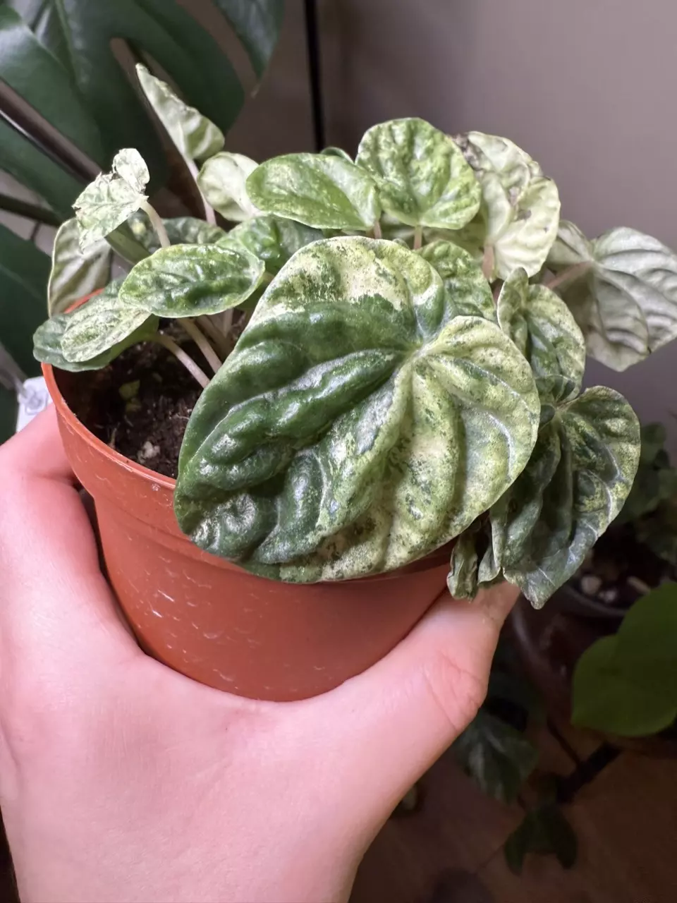 plant/Peperomia freckles-0