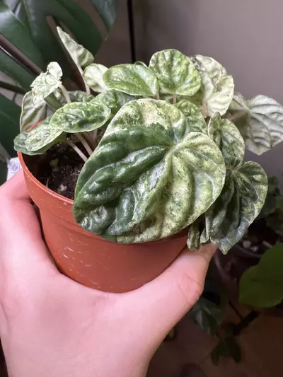 plant/Peperomia freckles-0-thumbnail