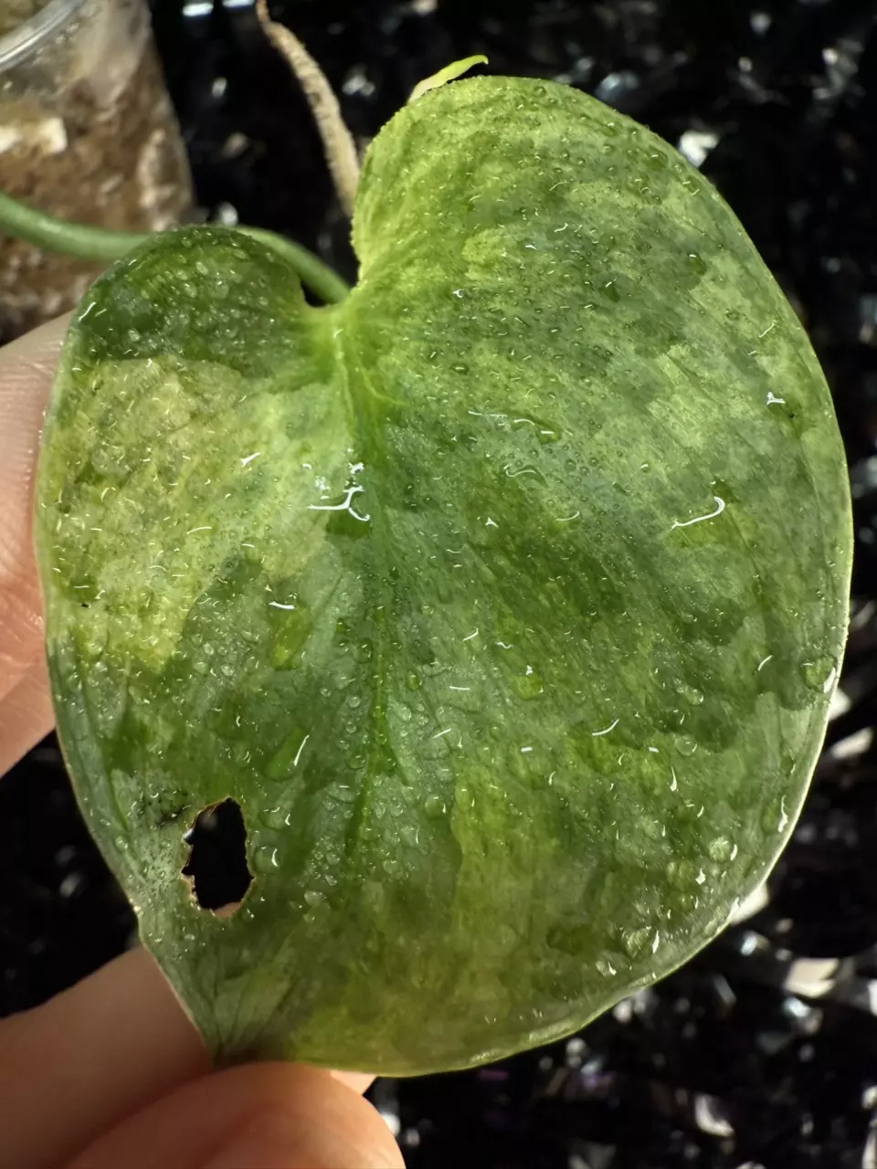 plant/🎉SALE! Scindapsus Halimoon #1 *Rooted in moss-6