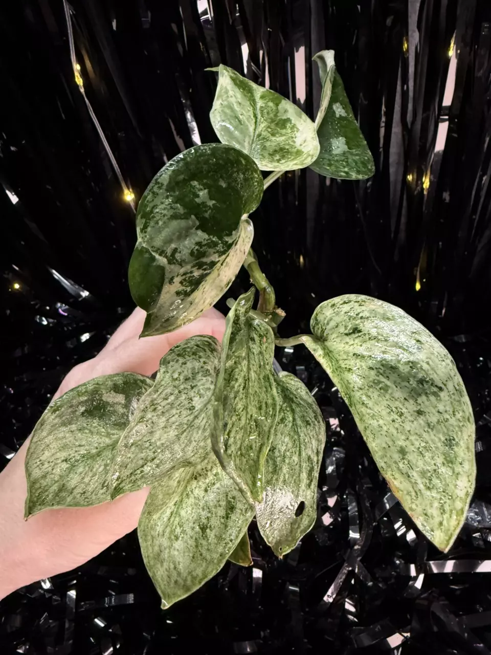 plant/🎉SALE! Scindapsus Cream Blue #2 *Rooted in moss-0