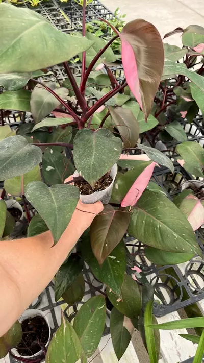 plant/Philodendron Pink Princess-0-thumbnail