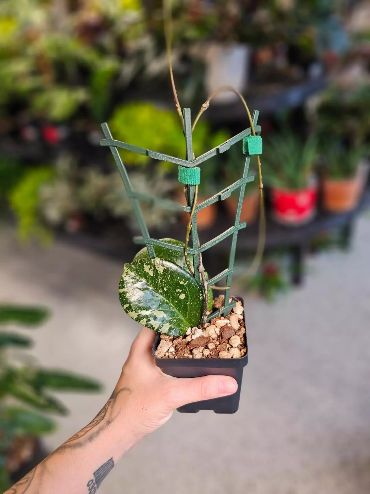 plant/Hoya Michele MB 1255-0