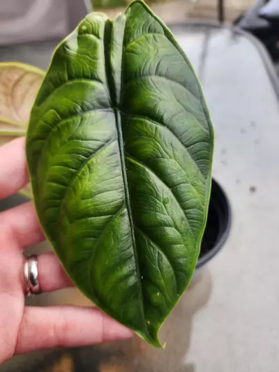 plant/Alocasia green unicorn 🦄-0-thumbnail