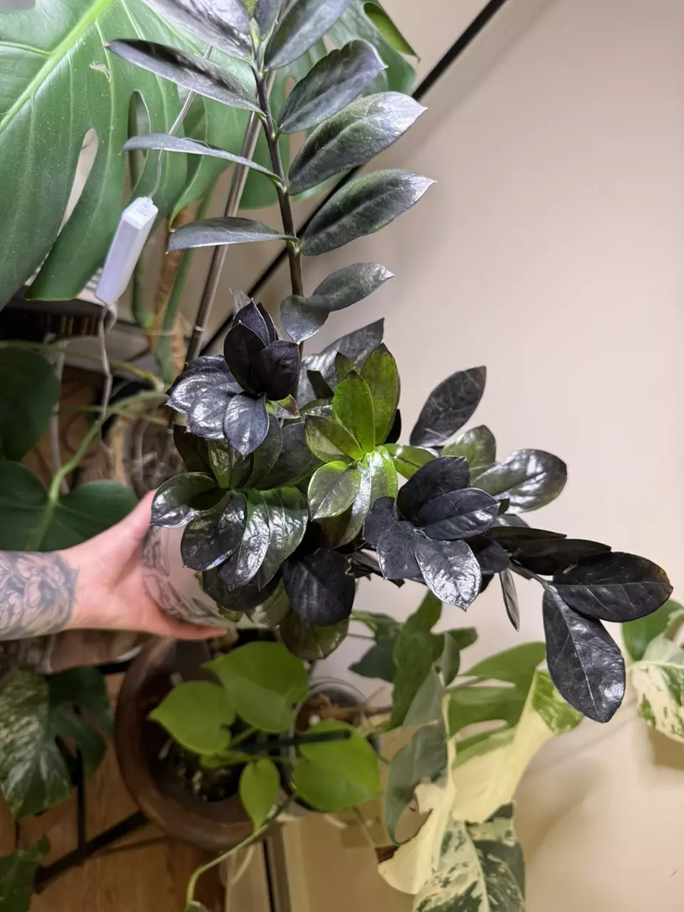 plant/Zz black raven-0