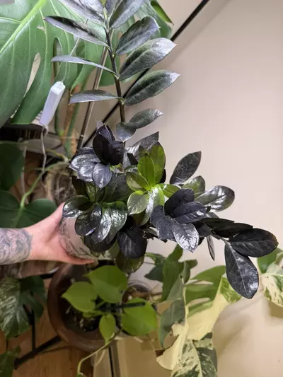 plant/Zz black raven-0-thumbnail