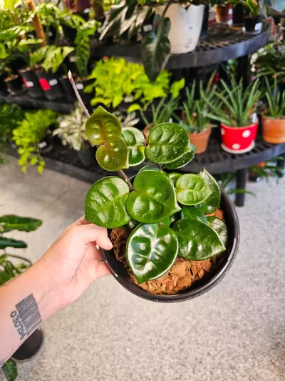 plant/Hoya Chelsea-1-thumbnail