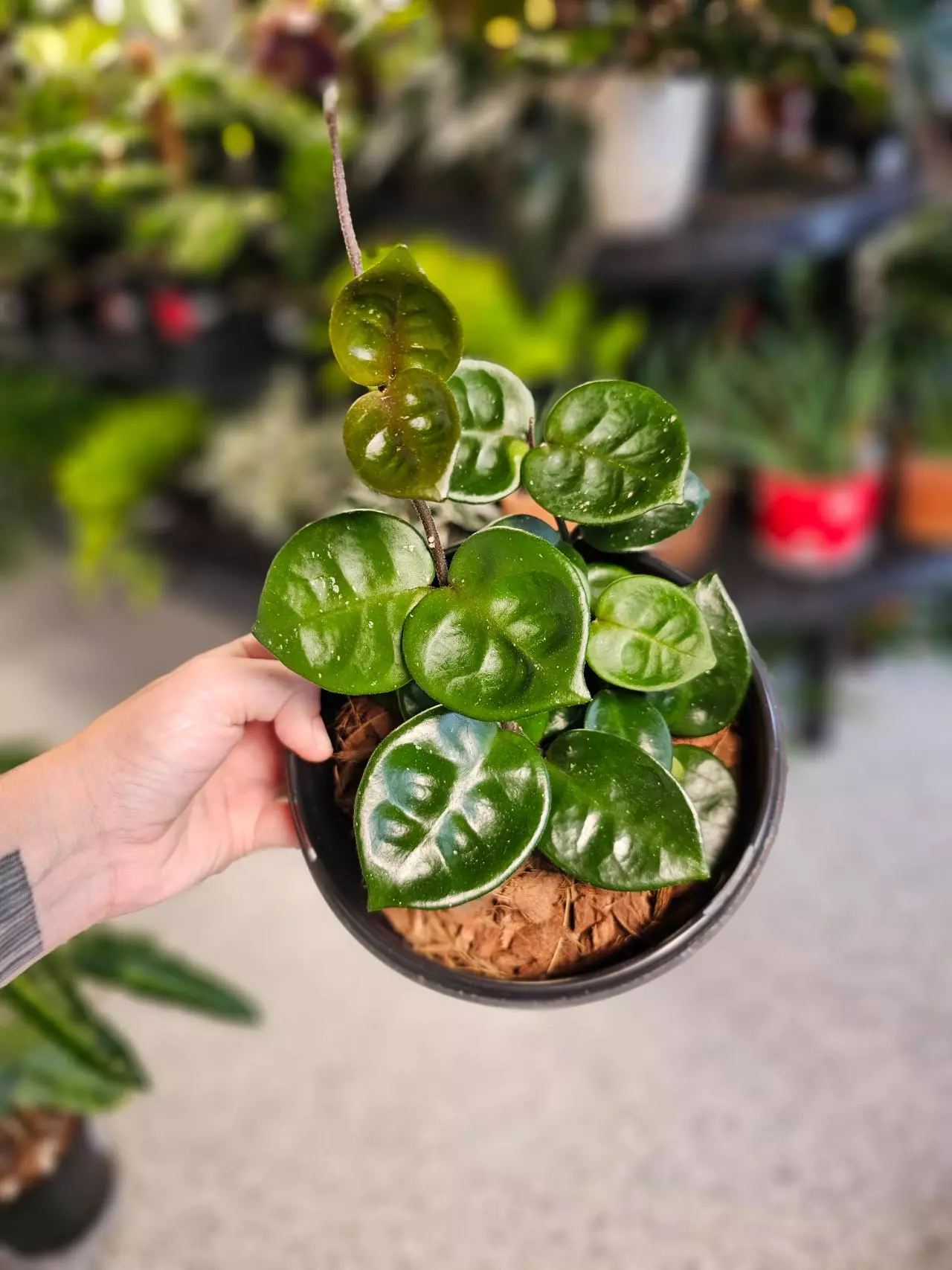 plant/Hoya Chelsea-0