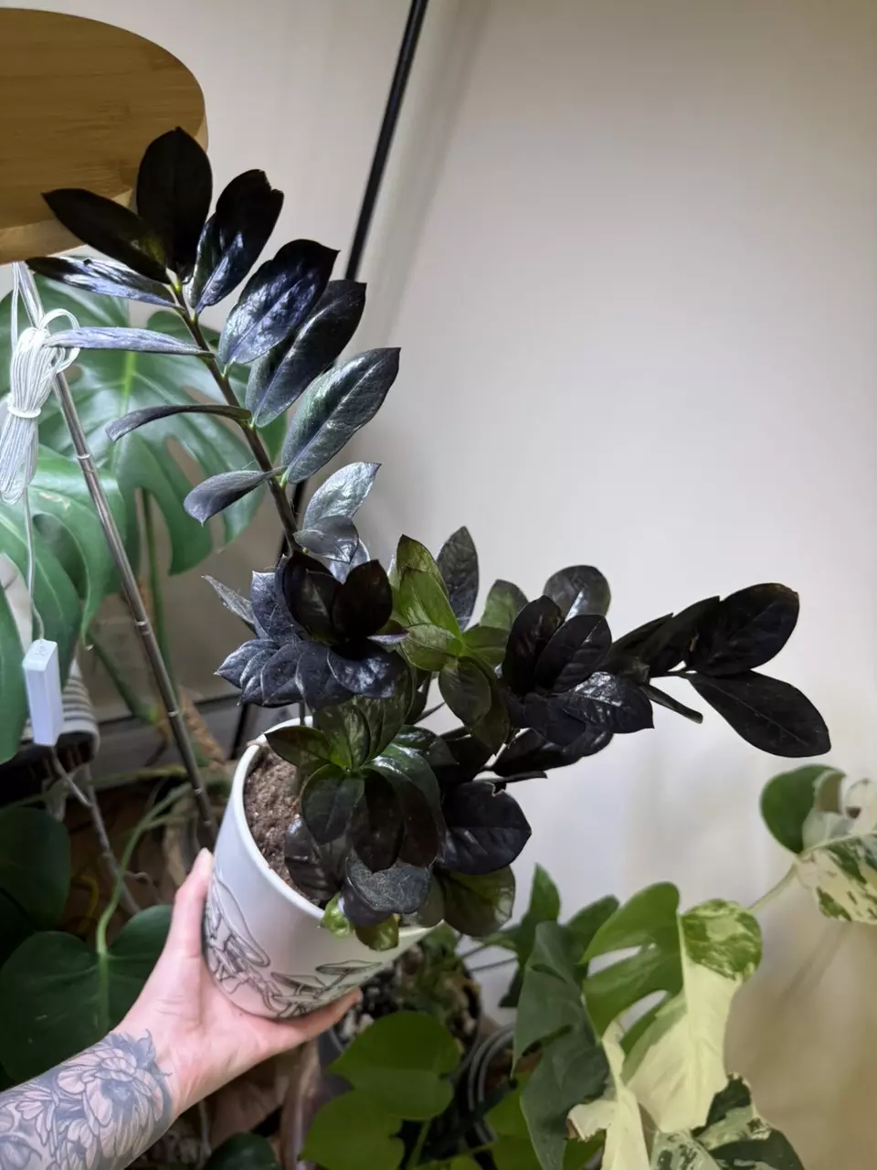 plant/Zz black raven-1